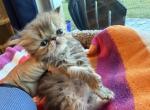 Persian tabby kitten - Persian Kitten For Sale - Palm Coast&comma; FL&comma; US