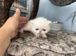 Exotic white girl - Exotic Kitten For Sale - 