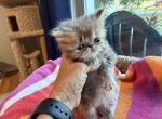Exotic tabby girl - Exotic Kitten For Sale - 