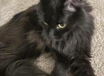 Brownie - Maine Coon Cat For Sale - Feasterville Trevose&comma; PA&comma; US