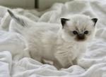 Clove - Ragdoll Kitten For Sale - Palm Bay&comma; FL&comma; US