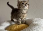 Tiger Scottish kitten - Scottish Straight Kitten For Sale - Tacoma&comma; WA&comma; US