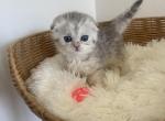Milka Scottish Fold kitten - Scottish Fold Kitten For Sale - Tacoma&comma; WA&comma; US