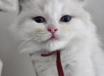 Afroditedolls Tiara - Ragdoll Kitten For Sale - 