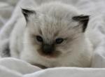 Pepper - Ragdoll Kitten For Sale - 
