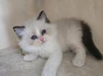 Afroditedolls Diamond - Ragdoll Kitten For Sale - 
