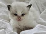 Ziggy - Ragdoll Kitten For Sale - Palm Bay&comma; FL&comma; US