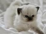 Maple - Ragdoll Kitten For Sale - Palm Bay&comma; FL&comma; US
