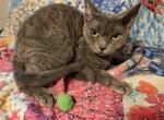 Lola - Devon Rex Cat For Sale - Lynchburg&comma; VA&comma; US