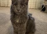 Millie - Maine Coon Kitten For Sale - 