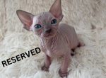 Peach - Sphynx Kitten For Sale - Orlando&comma; FL&comma; US