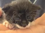 Blackie - Polydactyl Kitten For Sale - 