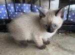 QUEENIE MANX - Manx Kitten For Sale