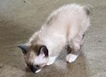 SNOWSHOE BANDIT MANX - Snowshoe Kitten For Sale - Bryan&comma; TX&comma; US