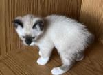 BANDIT SNOW MANX - Siamese Kitten For Sale - Bryan&comma; TX&comma; US