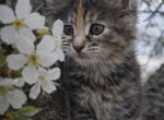 European Huge  Maine Coon Female Rare Luxury Show - Maine Coon Kitten For Sale - Firestone Park&comma; CA&comma; US
