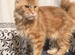 Rosie - Maine Coon Cat For Sale - Malden&comma; MA&comma; US