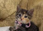 Calico kitten - American Shorthair Kitten For Sale - Dearborn Heights&comma; MI&comma; US