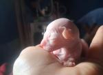 Sphynx litter of 3 - Sphynx Kitten For Adoption - Peoria&comma; AZ&comma; US
