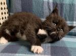 Trisha female - Maine Coon Kitten For Sale - Waterloo&comma; IN&comma; US