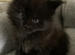 Toby polydactyl male - Maine Coon Kitten For Sale - Waterloo&comma; IN&comma; US