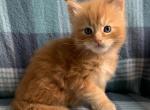 Trace male - Maine Coon Kitten For Sale - Waterloo&comma; IN&comma; US