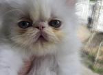 White Odd Eyes Exotic Male - Exotic Kitten For Sale - Brooklyn&comma; NY&comma; US