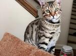 Hunter - Domestic Kitten For Sale - Norwich&comma; CT&comma; US
