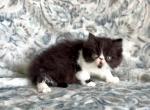 Forest black and white Persian - Persian Kitten For Sale - 