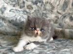 Leaf the blue and white Persian - Persian Kitten For Sale - 