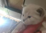 Ashes - Siamese Kitten For Sale - Brownsville&comma; PA&comma; US