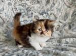 Posey the Calico Persian - Persian Kitten For Sale - 
