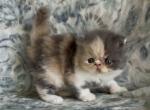 Daisy the dilute calico - Persian Kitten For Sale - Delta&comma; PA&comma; US