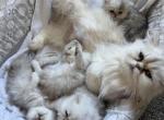 Pish&Pab2 - Persian Kitten For Sale - Manassas&comma; VA&comma; US