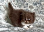 Baby Bob chocolate and white Persian - Persian Kitten For Sale