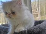 White Odd Eyes Persian Male - Persian Kitten For Sale - Brooklyn&comma; NY&comma; US