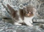 Patrick the lilac and white Persian - Persian Kitten For Sale - Delta&comma; PA&comma; US