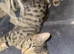 Savannah bengals - Bengal Kitten For Sale - Worcester&comma; MA&comma; US