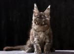 Large Dark Maine Coon Kitten - Maine Coon Kitten For Sale - Bal Harbour&comma; FL&comma; US