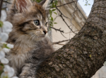 Elite Female Wild Maine Coon European Type - Maine Coon Kitten For Sale - FL&comma; US
