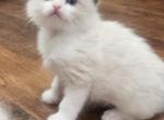 TICA registered ragdoll kittens - Ragdoll Kitten For Sale - WA&comma; US