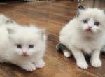 TICA REGISTERED Ragdoll kittens - Ragdoll Kitten For Sale - 