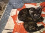 Luna - American Shorthair Kitten For Adoption - Allentown&comma; PA&comma; US