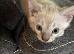 Bengal baby - Bengal Kitten For Sale - 