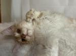 Maine Coon - Maine Coon Kitten For Sale - Winfield&comma; IL&comma; US
