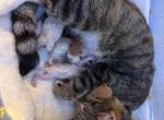 Kiki bob Rick jj - American Shorthair Kitten For Sale - Las Vegas&comma; NV&comma; US