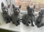 Russian Blue to Good Home - Russian Blue Kitten For Sale - Charlotte&comma; NC&comma; US