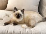 Lily - Ragdoll Kitten For Sale - 