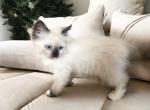 Lilac - Ragdoll Kitten For Sale - 
