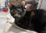 Loona - Domestic Cat For Adoption - San Antonio&comma; TX&comma; US